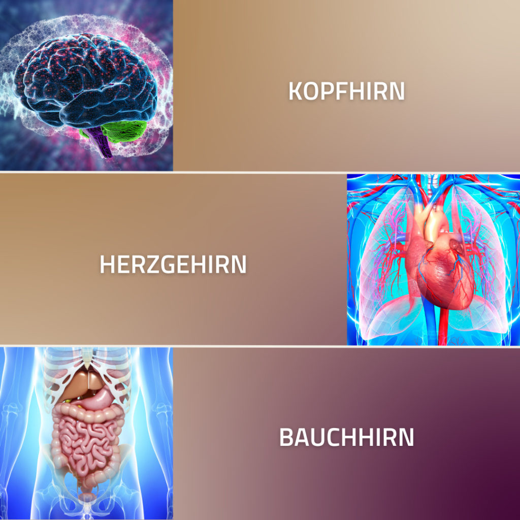 Kopfhirn, Herzgehirn und Bauchhirn mit Bildern der Organe
